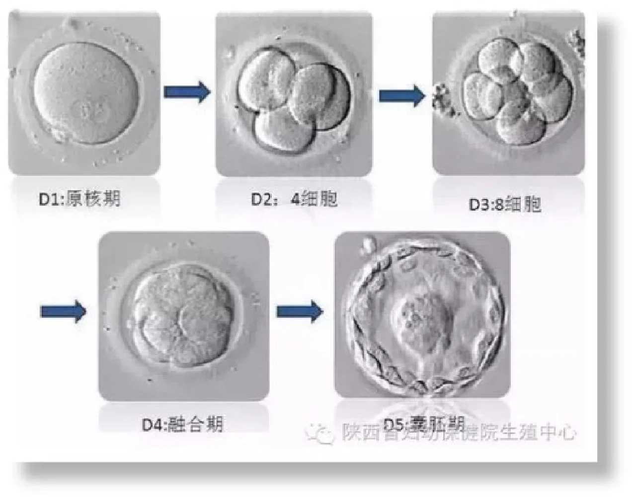 代孕最靠谱,提高卵巢功能的运动有哪些
