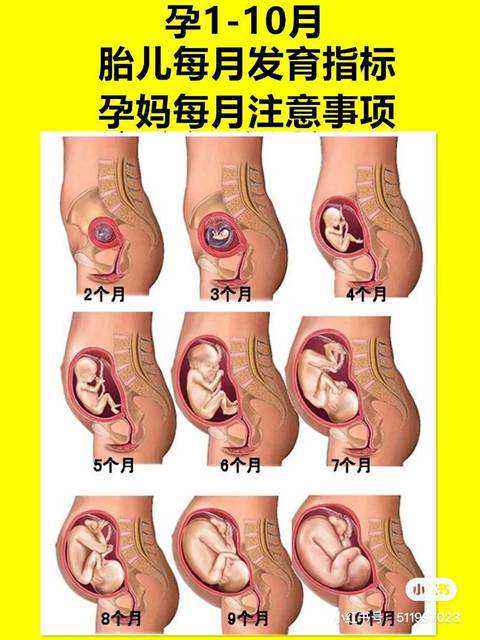 上海借卵子生子注意什么,供卵试管价格表2021,上海找可以做供卵的医院